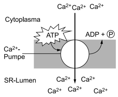 Schema einer Ca2+-Pumpe mit ATP-Verbrauch und Transport von Calcium über eine Membran